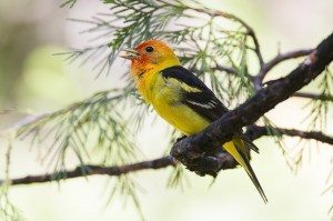 Western Tanager / Photo by Bob Lewis