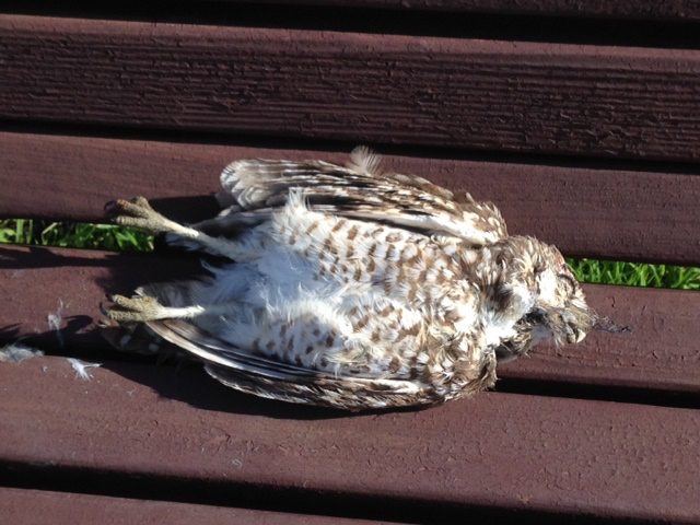 The dead Burrowing Owl on a park bench