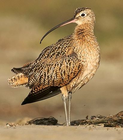Long-billed Curlew by Ingrid Taylor