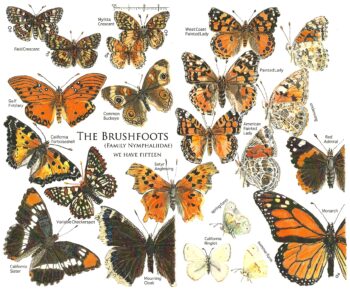 Brushfoot butterflies