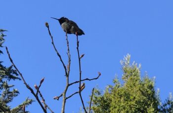 Anna's Hummingbird on Mount Sutro,