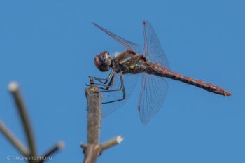 Variegated meadowhawk dragonfly