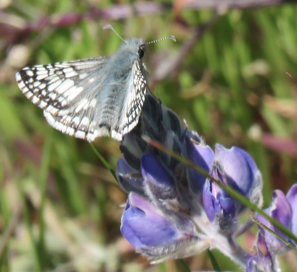 Common Checkered Skipper butterfly 
