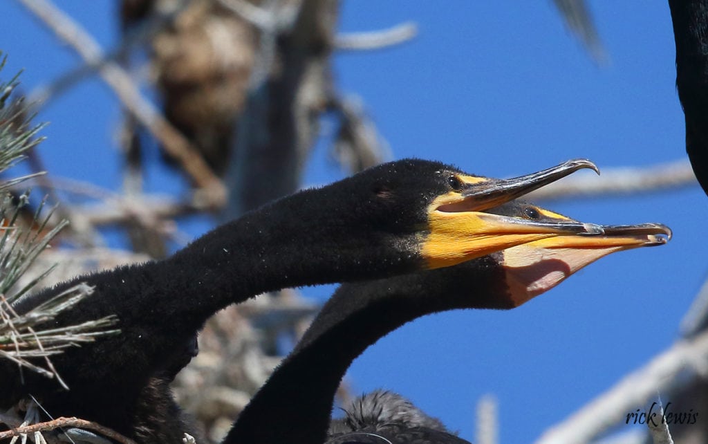 Young cormorants 