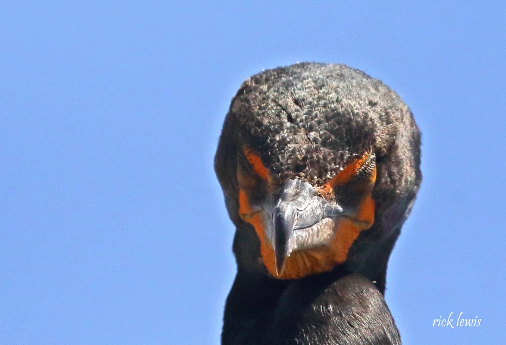 Cormorant with digested food on its bill