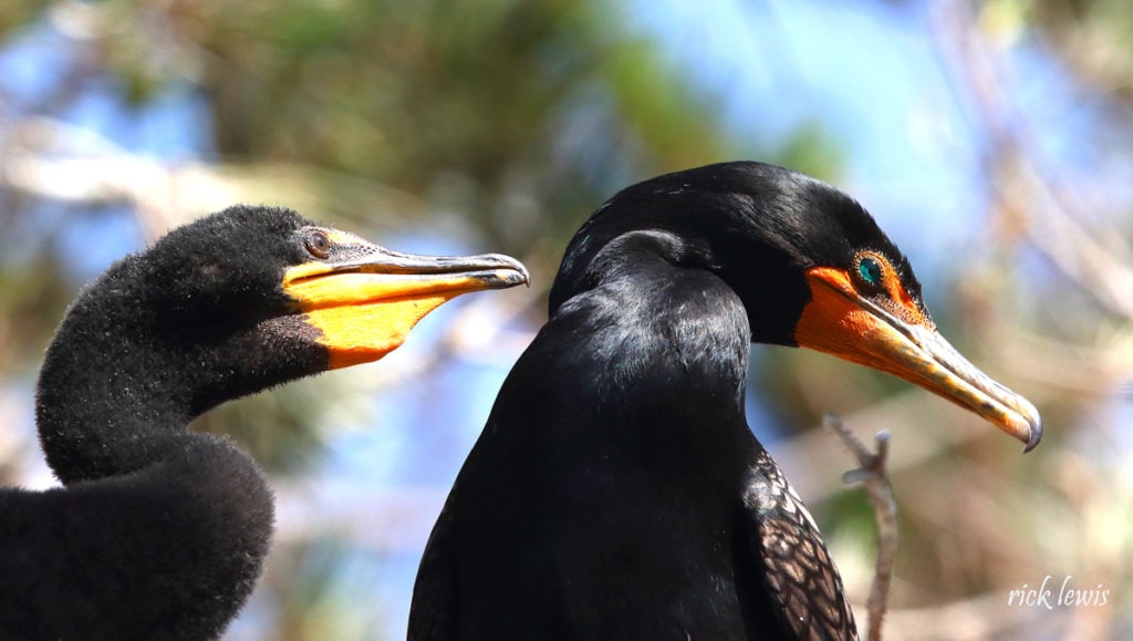 Adult and young cormorant