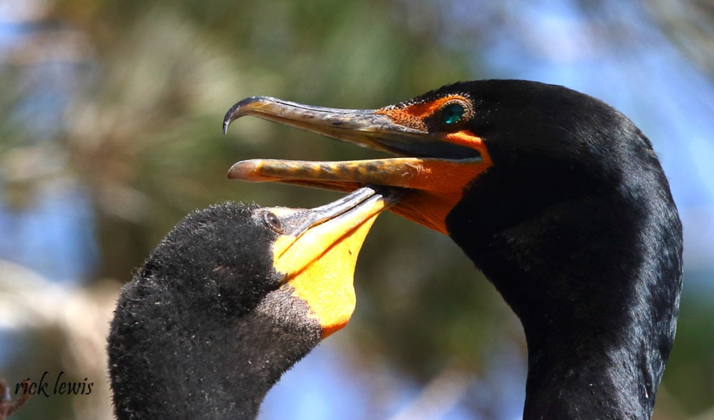 Cormorant feeding its young