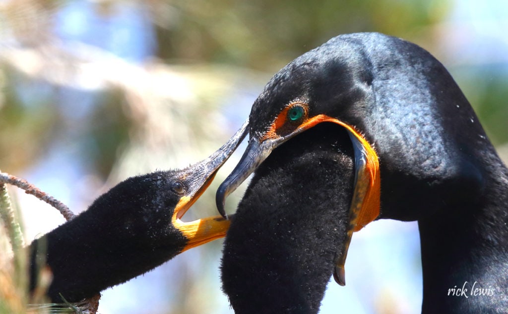 Young cormorant reaches deep into mouth of adult