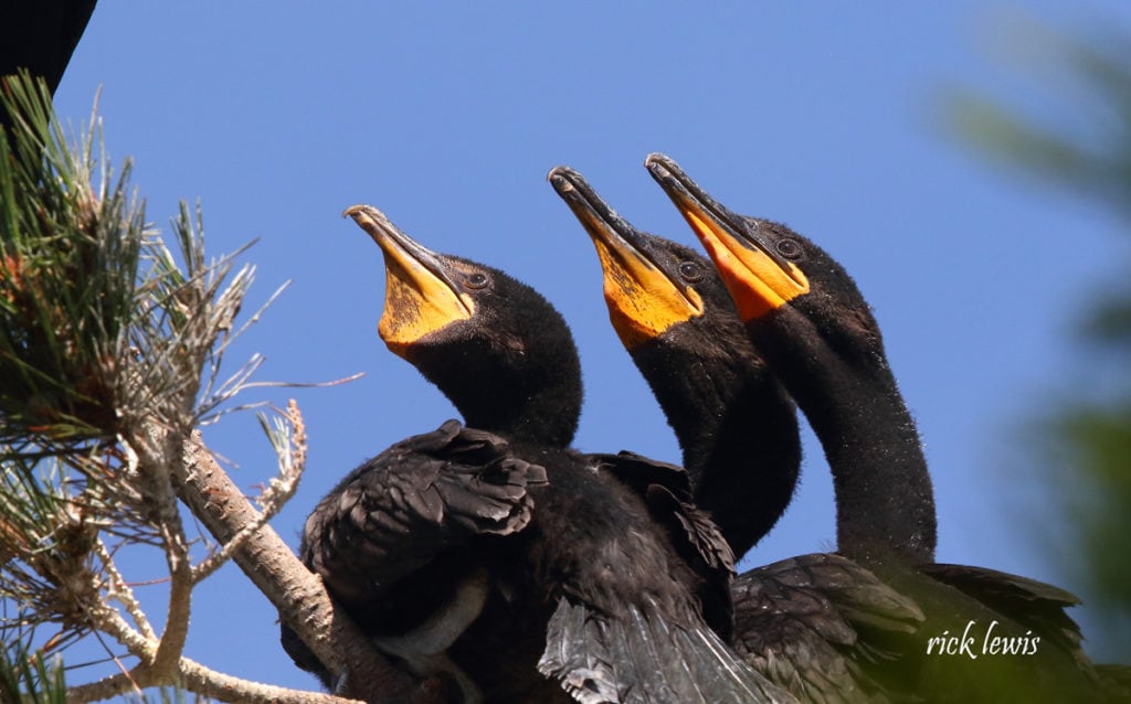 Three young cormorants