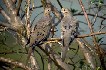 Mourning Dove pair