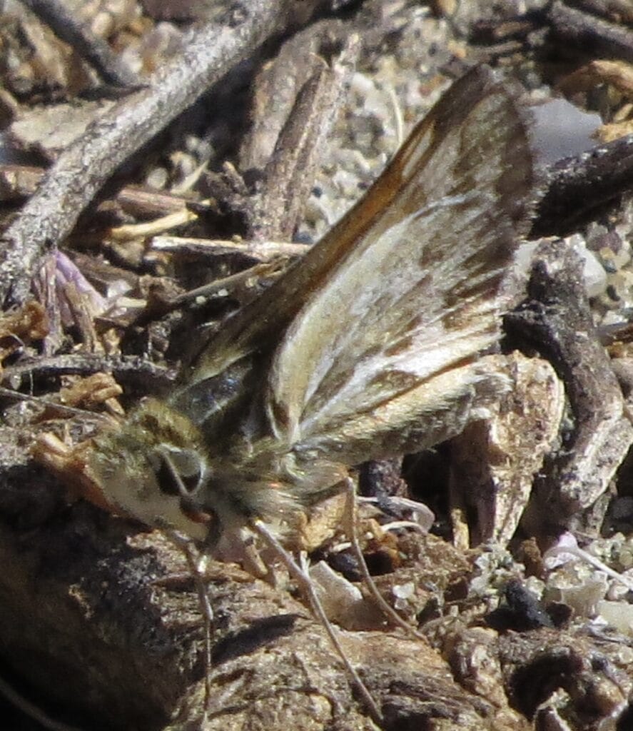 Sandhill Skipper butterfly 