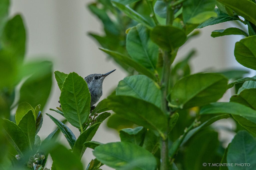 Young hummingbird