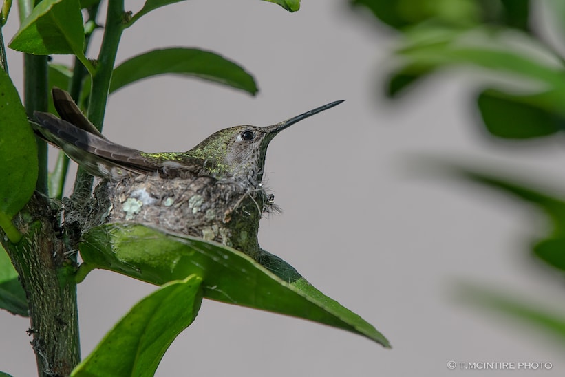 Female hummingbird on nest