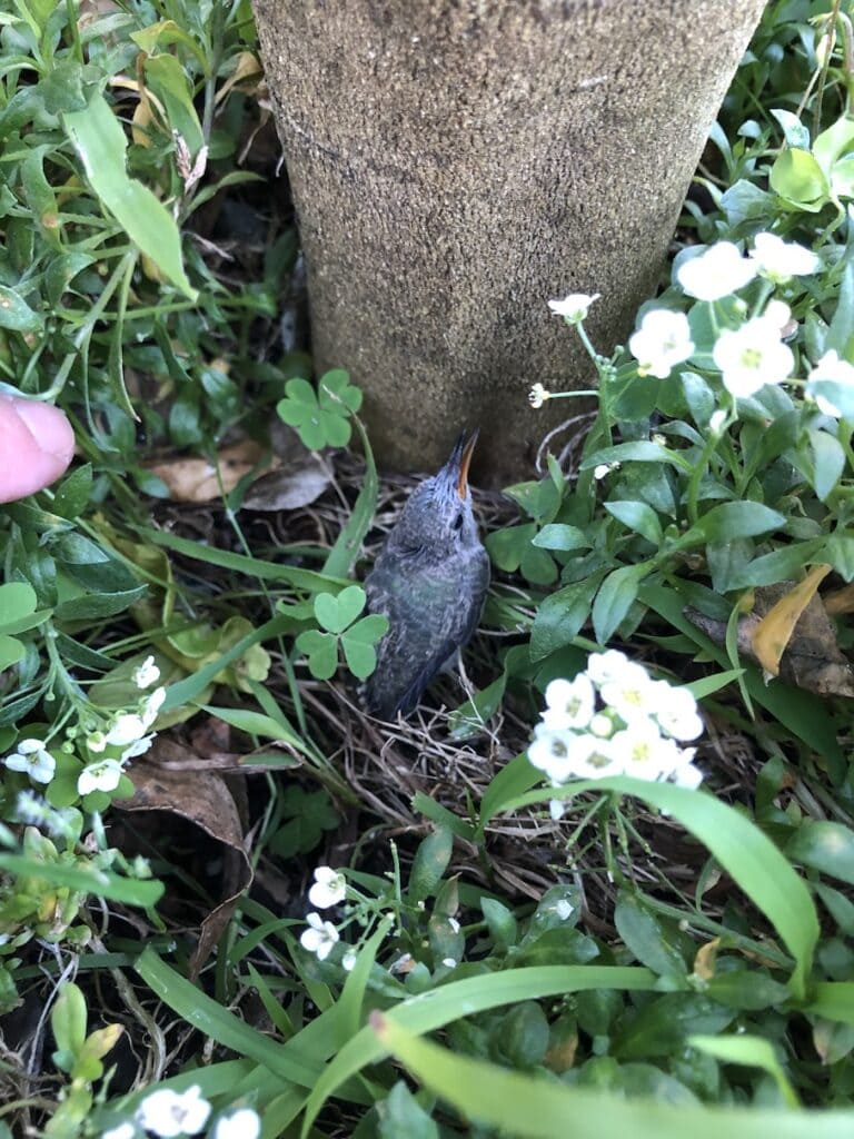 Fallen hummingbird nestling