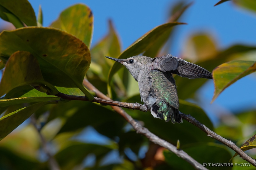 Juvenile hummingbird stretching wings