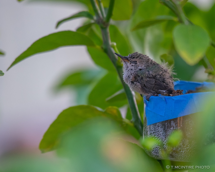 Hummingbird nestling