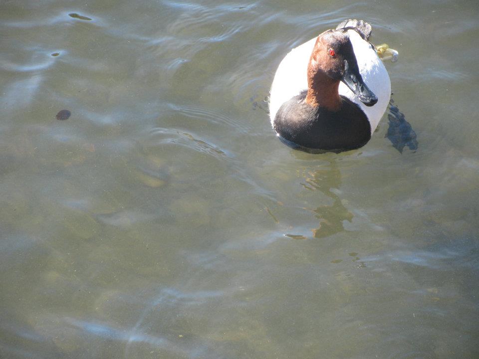 Canvasback in shallow water