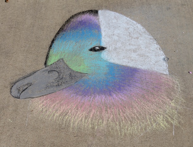 Bufflehead chalk art
