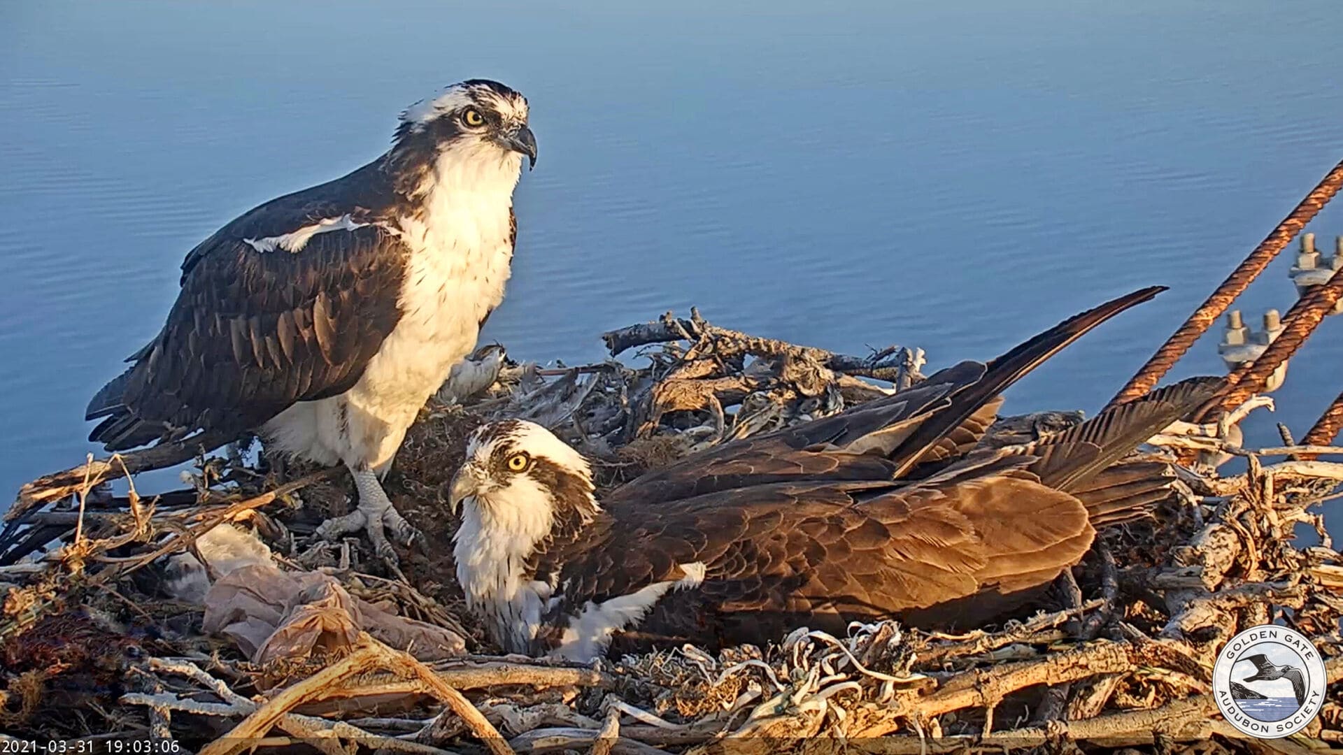 Peregrine Falcons, Rosie and Richmond spotted by the Golden Gate Audubon Nest Cam on the Richmond shoreline. 