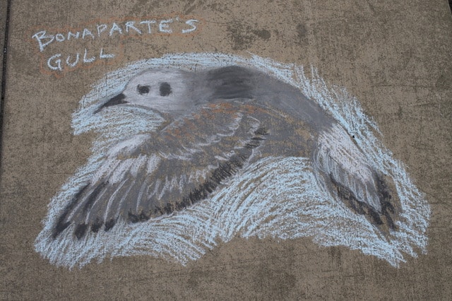 Bonaparte's Gull chalk art