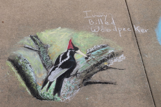 Woodpecker chalk art
