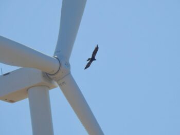 Golden Eagle flying by a wind turbine in Altamont Pass