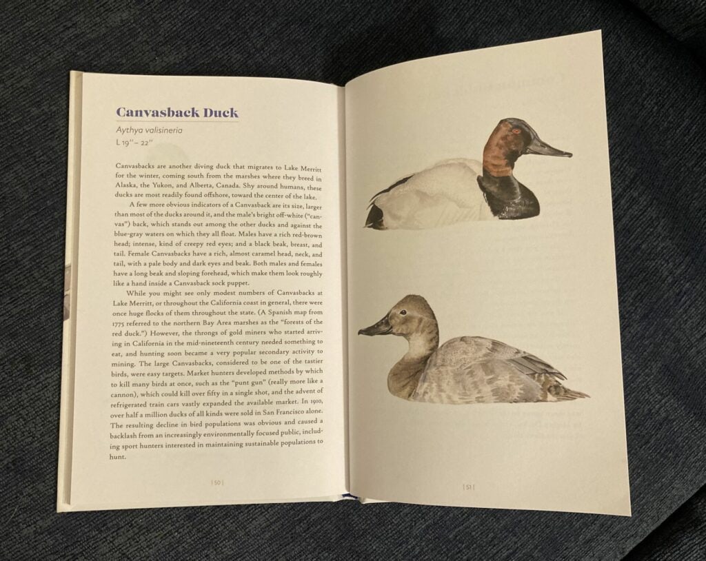 Canvasback page from Birds of Lake Merritt