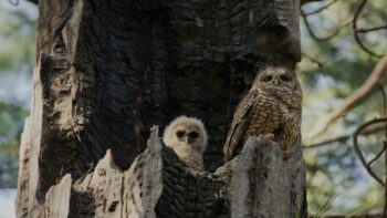 California Spotted Owls in a burned nest