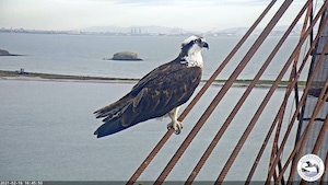 Rosie the Osprey returns to the nest by SF Bay Osprey Cam