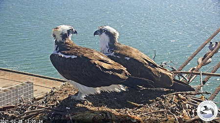Rosie and Richmond on the nest by SF Bay Osprey Cam
