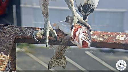 Richmond with trout for the family by SF Bay Osprey Cam