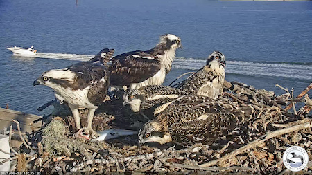 The whole family in the nest; Richmond, Rosie, Sage, Poppy and Lupine by SF Bay Osprey Cam