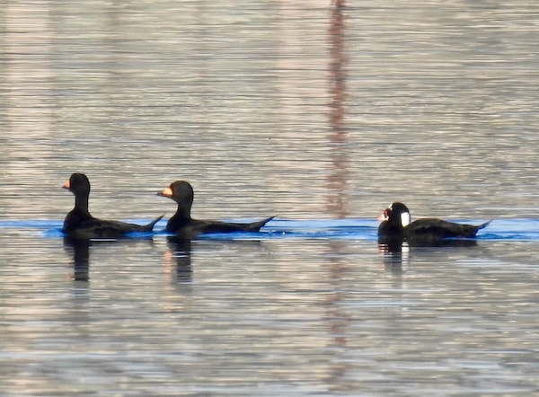 Black Scoters and Surf Scoter by Elizabeth Winstead