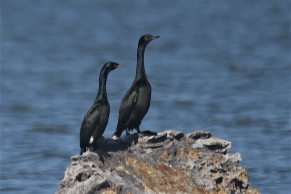 Double-crested cormorant by Bruce Mast