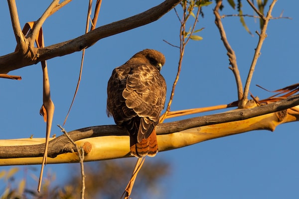 Red-tailed Hawk at Alvarado Park by Alan Krakauer 