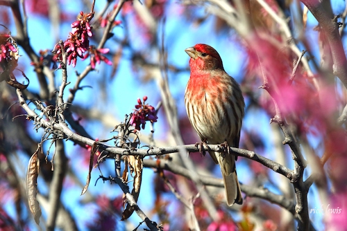 House Finch at Coyote Hills by Rick Lewis 