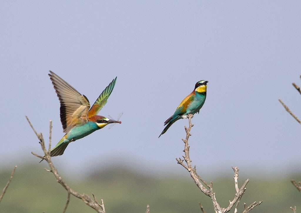 European Bee-eater birds