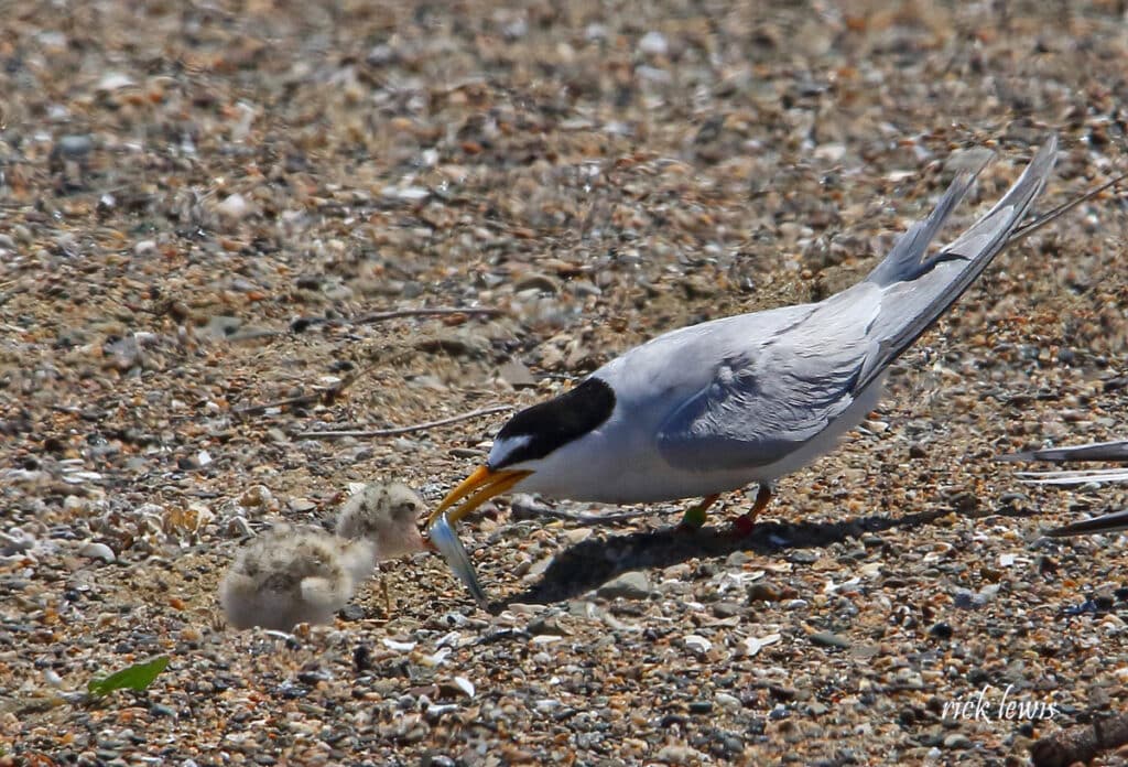 Least Tern (bird) with yellow beak, black head and grey wings feeds a baby Least Tern chick a small silver fish 