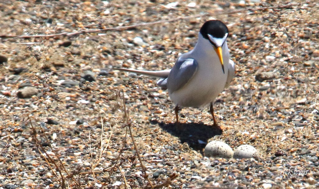 Least Tern (bird) with yellow beak, black head, white chest and grey feathers standing over two eggs in the sand