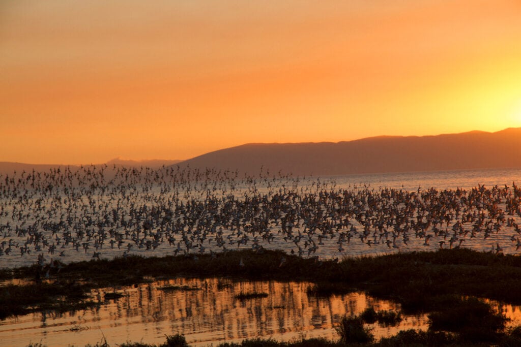 Shorebird flock at sunset