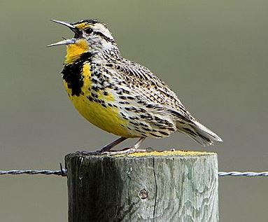 Western Meadowlark sitting on a fence post, a medium sized bird with a flat head, long slender bill, yellow belly with a black diamond mark along the collar and spotted black and white backside.