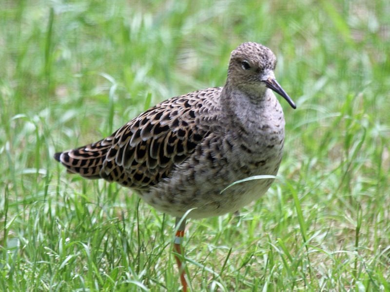 Female Ruff in breeding plumage by Dick Daniels (Wikipedia)
