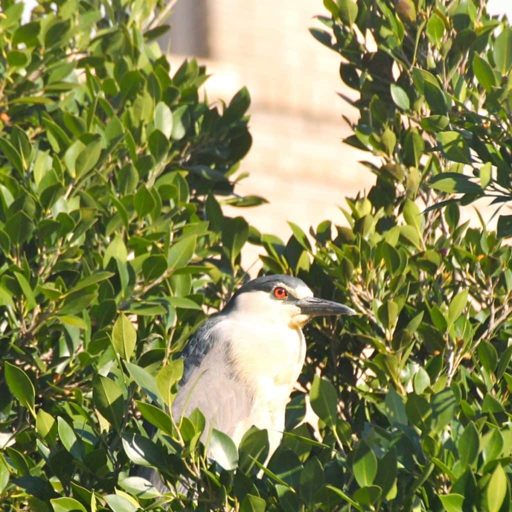 Adult night-heron in Oakland nest tree / Photo by Ilana DeBare