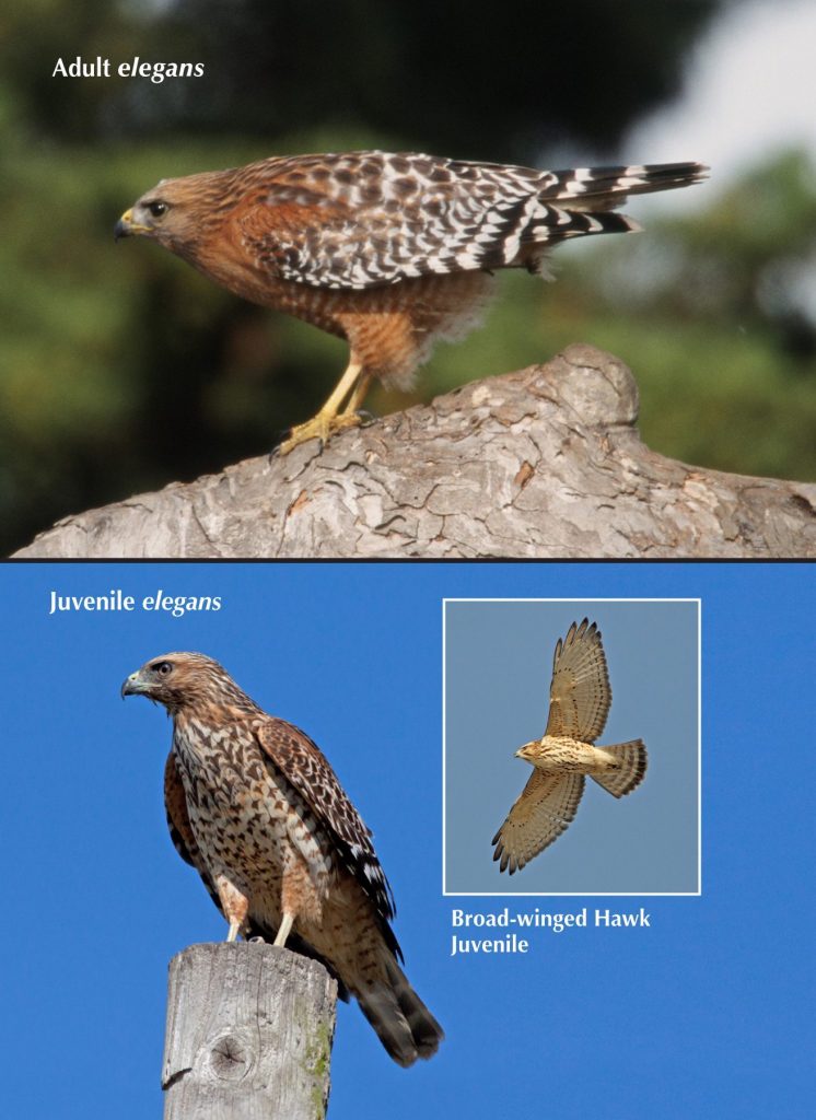 Red-shouldered Hawk photo page from Birds of Northern California