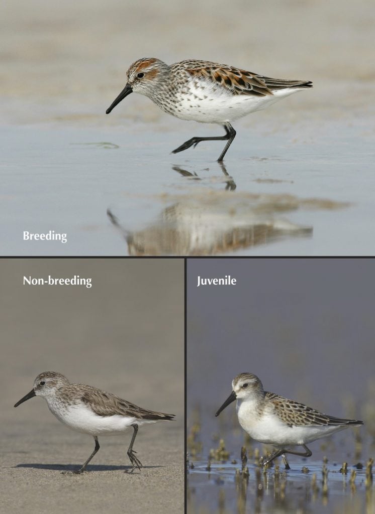 Western Sandpiper photo page from Birds of Northern California