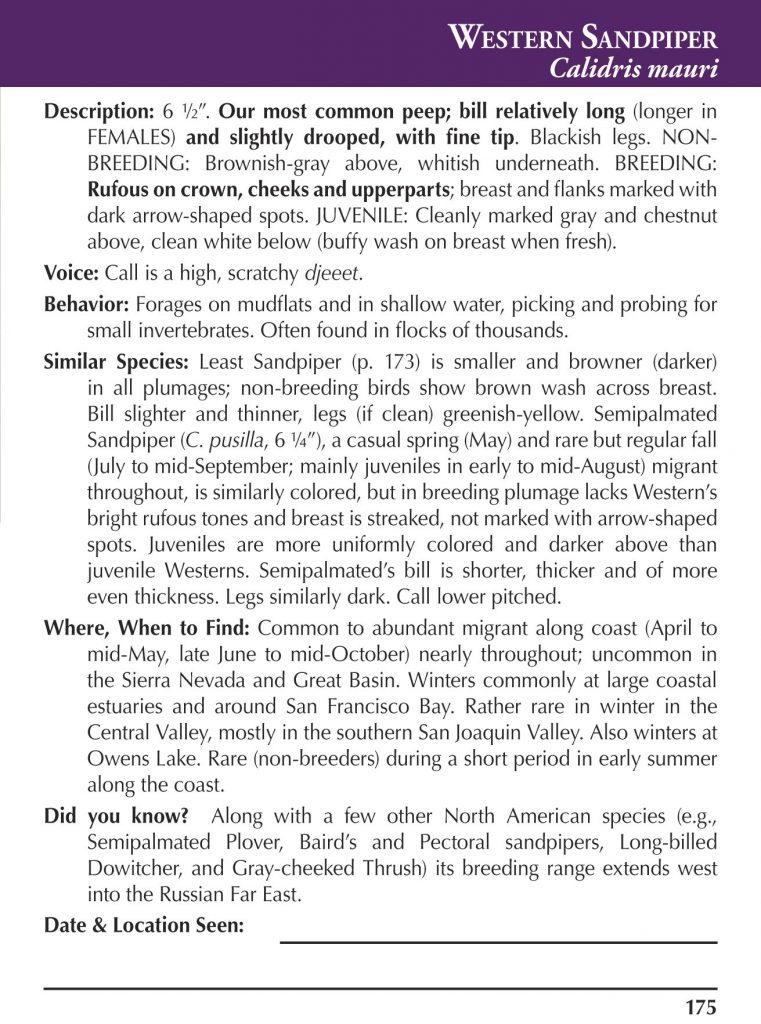 Western Sandpiper text page from Birds of Northern California