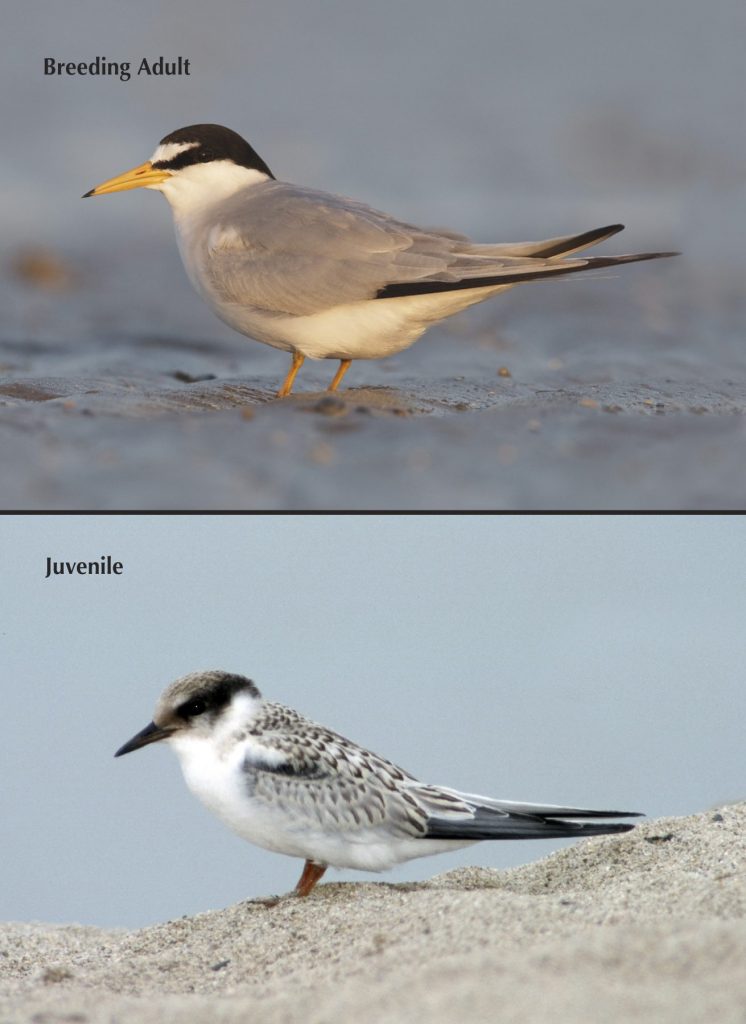 Least Tern photo page from Birds of Northern California