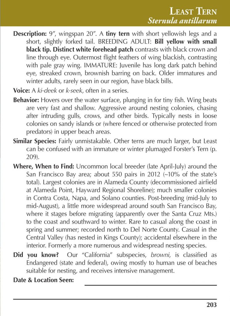 Least Tern text page from Birds of Northern California