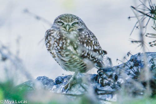 The Burrowing Owl that was found dead over Thanksgiving weekend / Photo by Miya Lucas