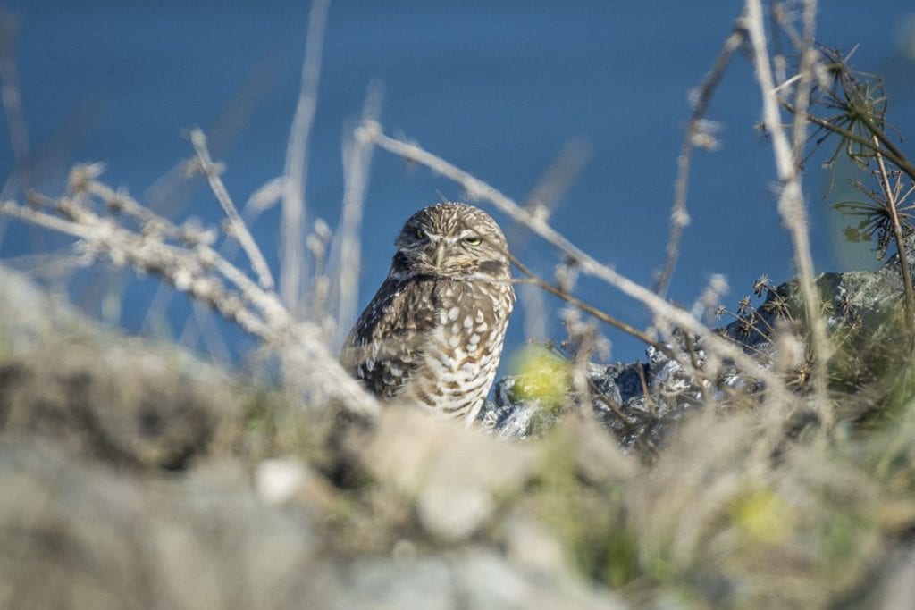 The Burrowing Owl that was found dead over Thanksgiving weekend / Photo by Doug Donaldson